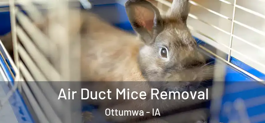  Air Duct Mice Removal Ottumwa - IA