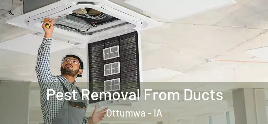  Pest Removal From Ducts Ottumwa - IA