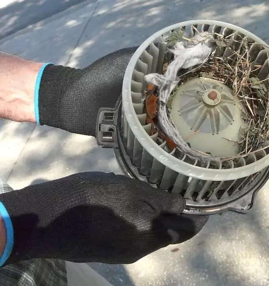 About Air Duct Mice Removal in Ottumwa, IA